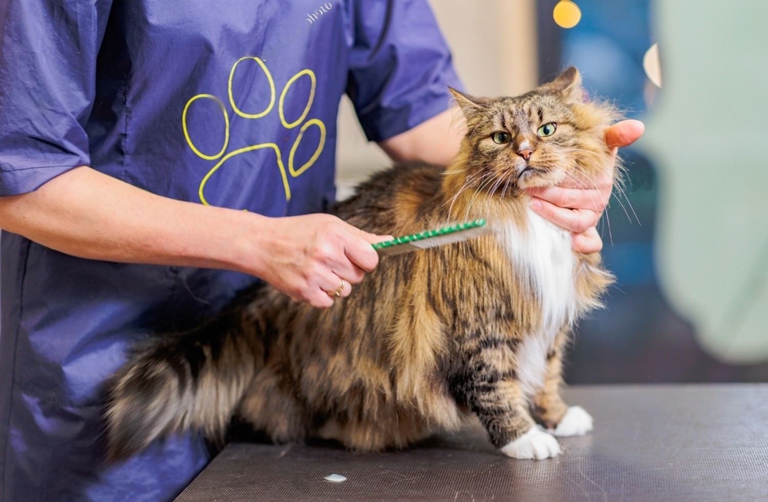 How to Become a Certified Cat Groomer: A Step-by-Step Guide