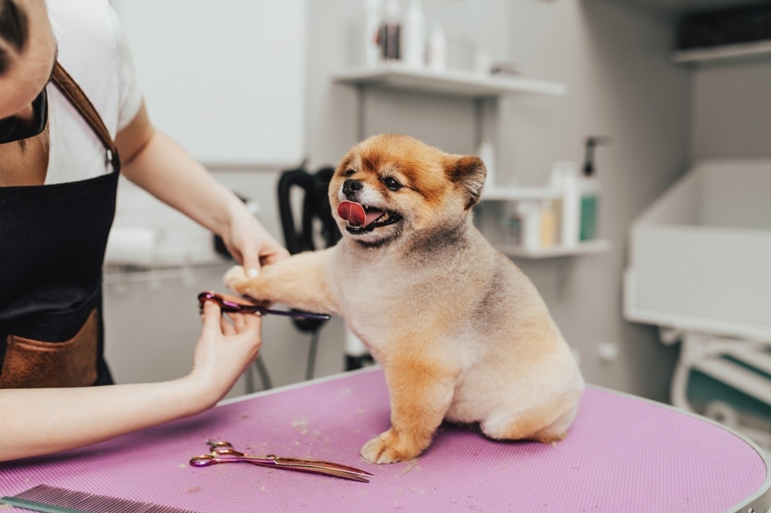 How to Groom a Dog That Bites: Expert Tips and Techniques