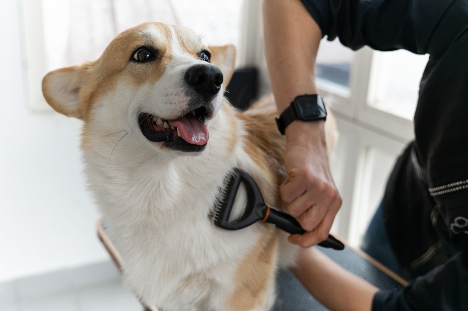 How to Groom an Aggressive Dog at Home: Expert Tips and Techniques