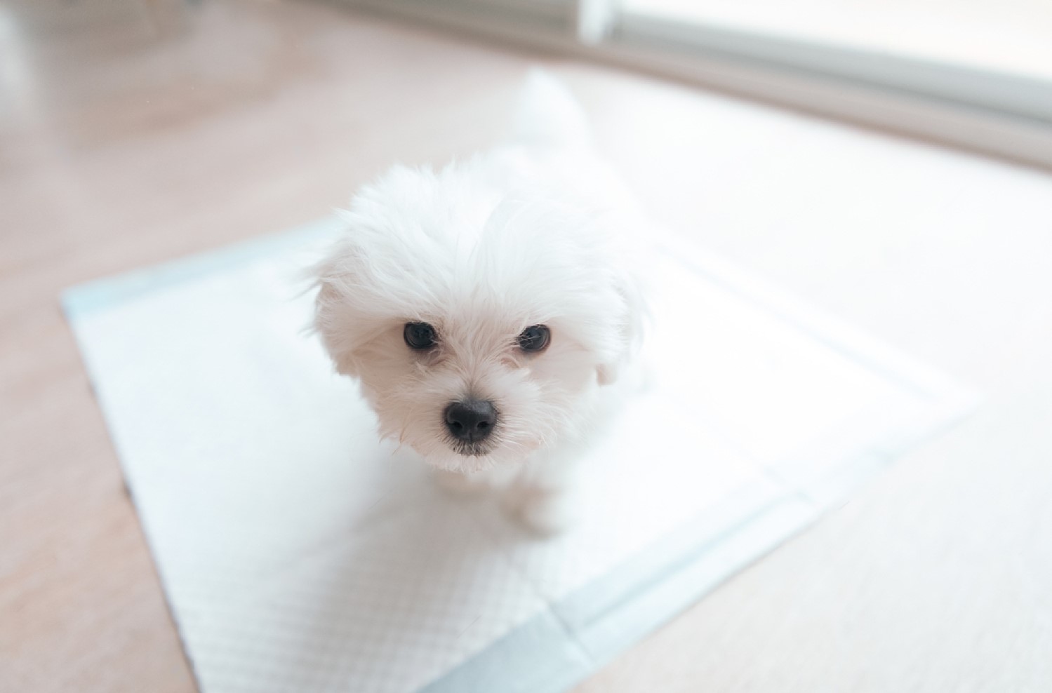 How to Potty Train a Stubborn Puppy