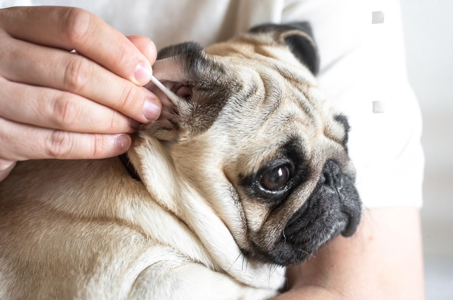 How to Soothe Your Dog's Ears After Grooming