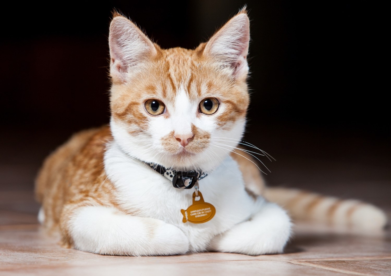 How to Successfully Collar Train Your Cat: A Step-by-Step Guide