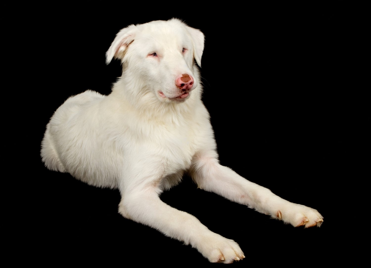 How to Train a Blind and Deaf Dog