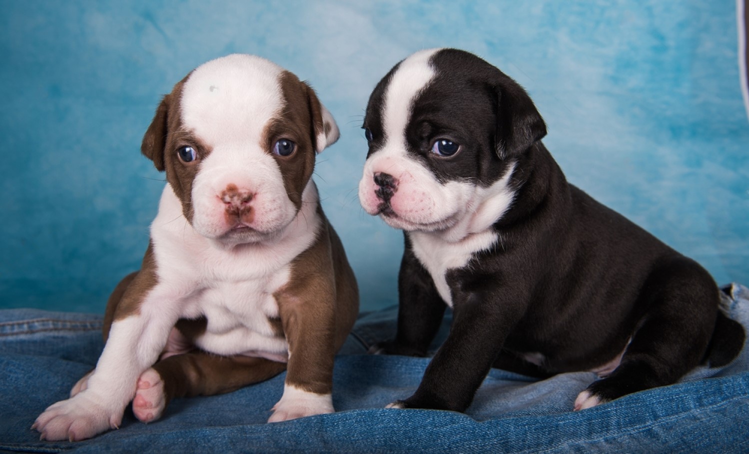 How to Train a Bully Puppy: Effective Techniques for a Well-Behaved Pet